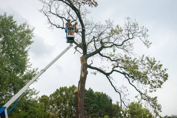 Best Tree Cabling and Bracing  in Goshen, AR